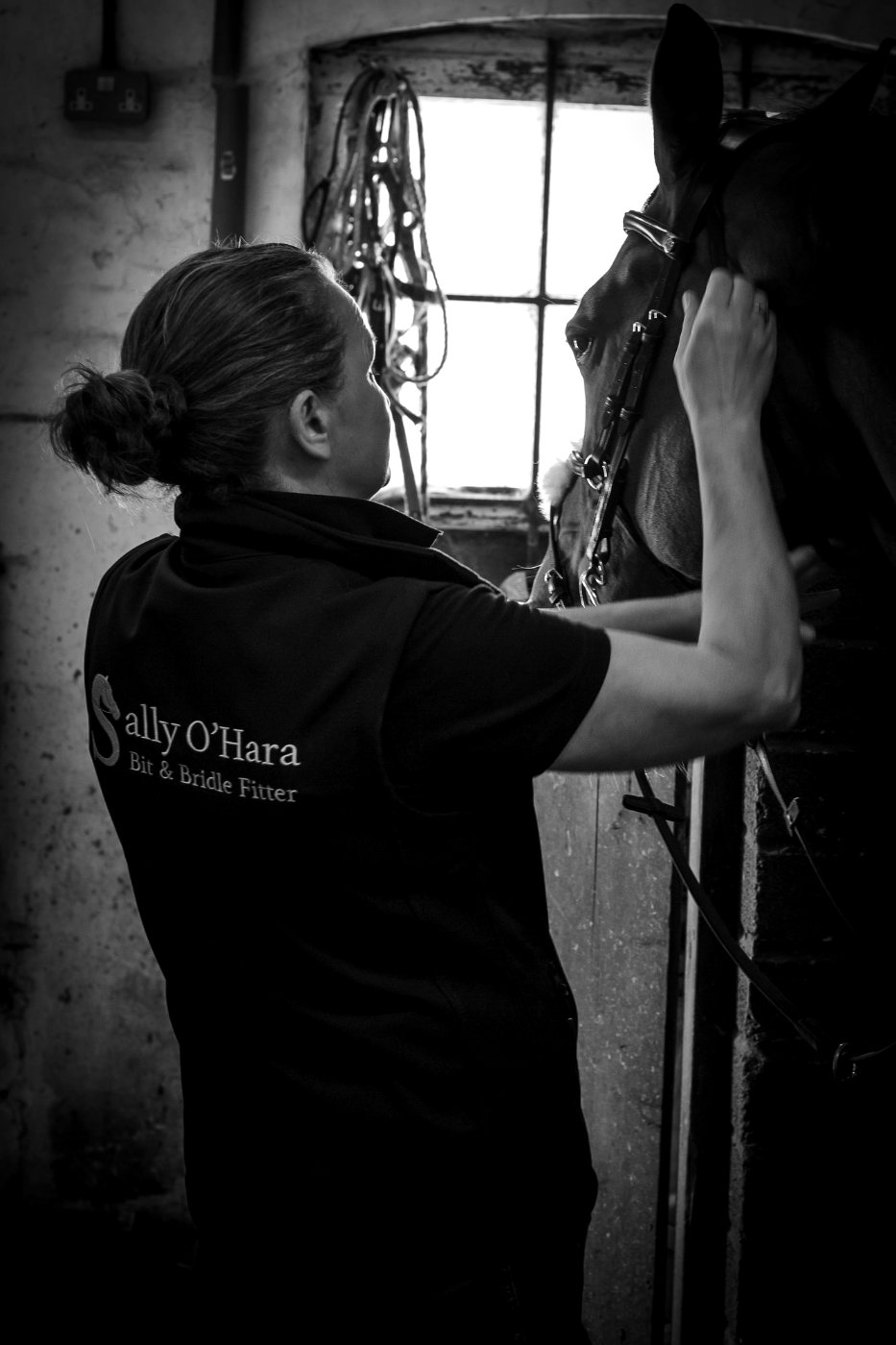 A horse being assessed