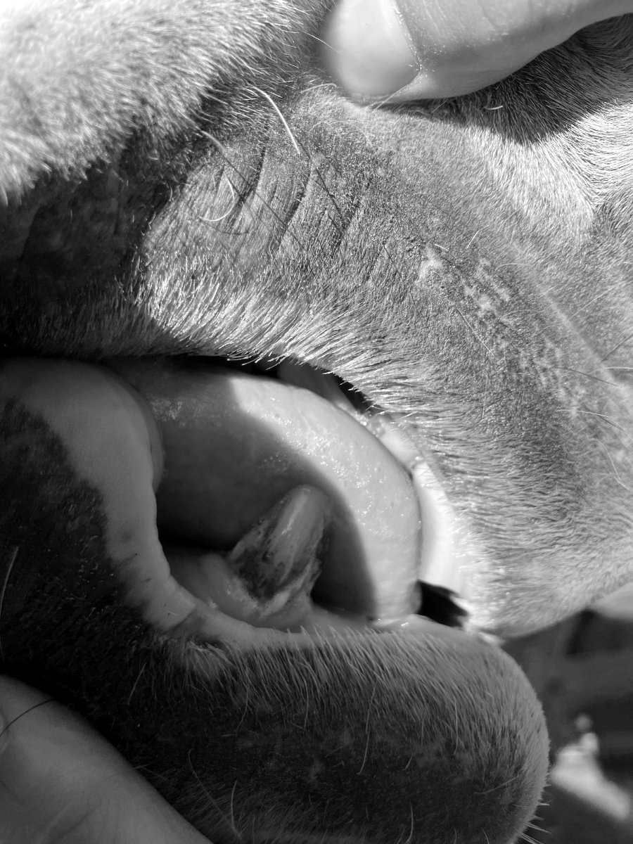 Sally assessing a horse's mouth conformation